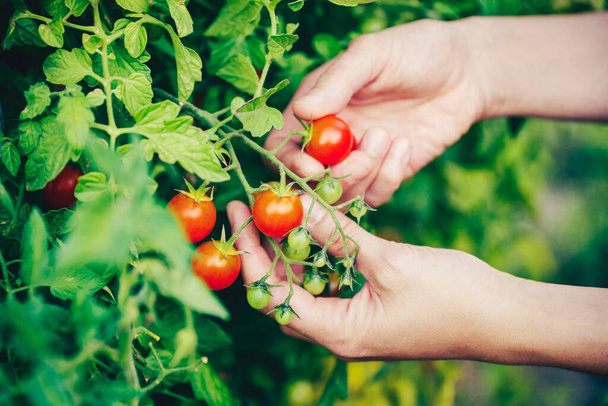 A closeup of hands picking tomatoes  from the plant - Foto, Bild