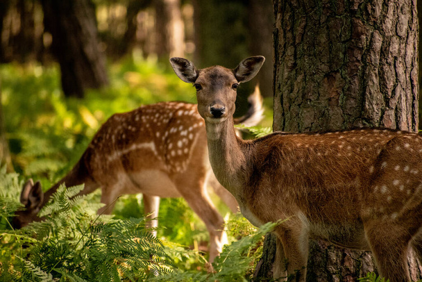 The two spotted chital deer in a forest - Photo, Image