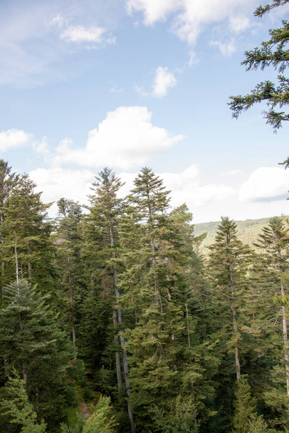 A vertical shot of coniferous forest - Foto, immagini