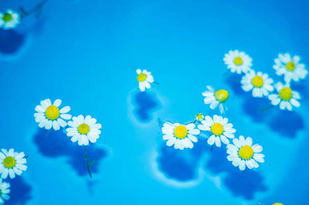Close-up of small and beautiful daisies in a blue bowl with transparent water and shadow at the bottom of the bowl. - Foto, Imagem