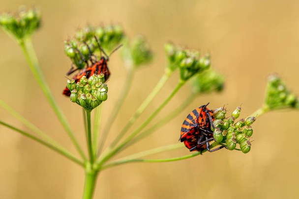 Red shield bugs sits on a green flower - Photo, Image
