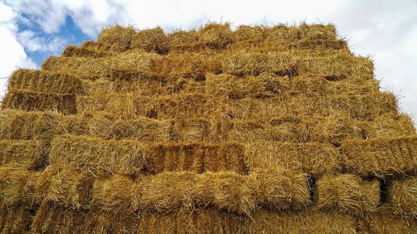 A Big Pile of Old Yellow Hay Straws on the Ground Hay. Hay Bails. Seamless  Texture Hay, Straw. Hay Background. Straw Stock Photo - Image of nature,  brown: 208830126