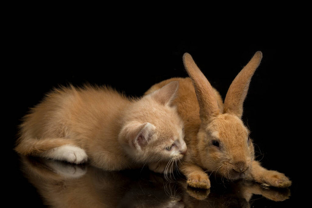 Прекрасне помаранчеве кошеня і помаранчево-коричневий кролик кумедних позицій. Портрет тварин ізольований на чорному тлі.. - Фото, зображення