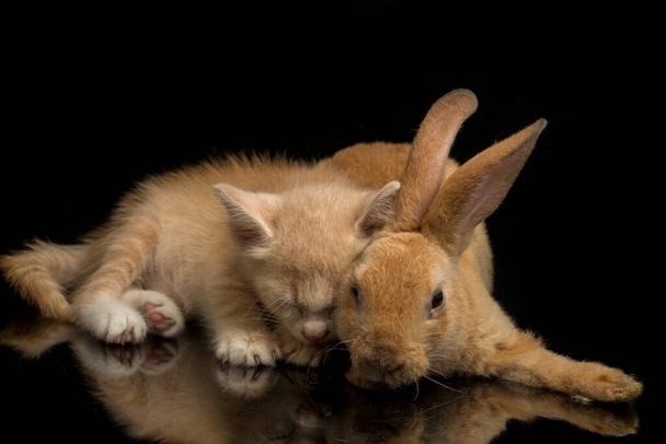 A Beautiful Orange cat kitten and orange-brown cute rabbit funny positions. Animal portrait isolated on black background. - Foto, Imagen