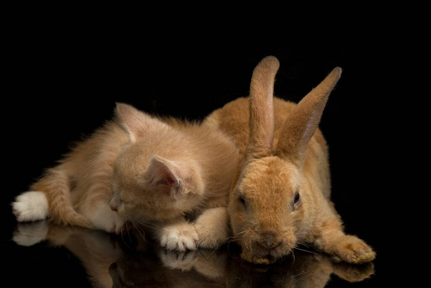 Прекрасне помаранчеве кошеня і помаранчево-коричневий кролик кумедних позицій. Портрет тварин ізольований на чорному тлі.. - Фото, зображення