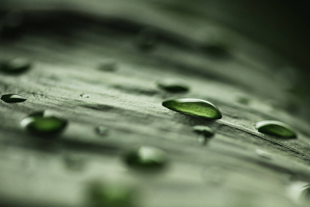 Μακρό νερό σταγόνες της διαφανούς βροχής σε πράσινο φύλλο. Όμορφο φυσικό περιβάλλον φόντο - Φωτογραφία, εικόνα
