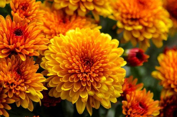Chryzantemy kwiatowe czerwono-pomarańczowo-żółte tekstury do kalendarza - Zdjęcie, obraz