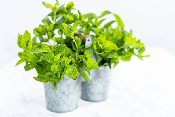 Fresh mint from the organic garden on a marble background. - Photo, Image