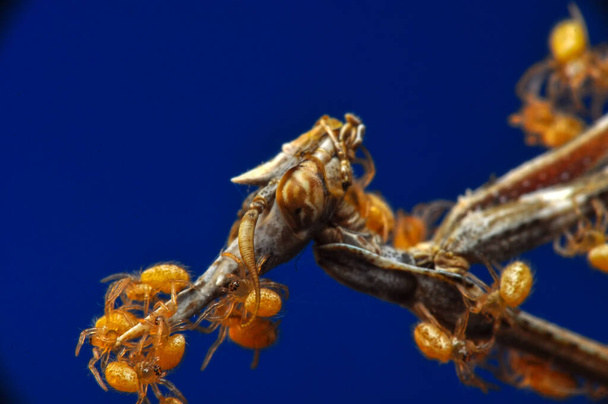 Κοντινό πλάνο του ζεύγους Beautiful European mantis (Mantis religiosa ) - Φωτογραφία, εικόνα