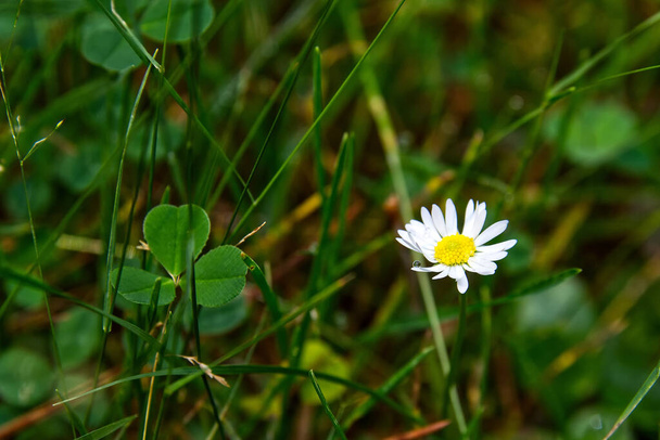 Oxeye daisy flower with a rain drop surrounded with clovers and grass - Photo, Image
