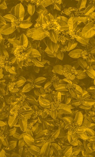 Duotone flowers background, black and yellow, vertical template. Background for text and design. - Photo, Image