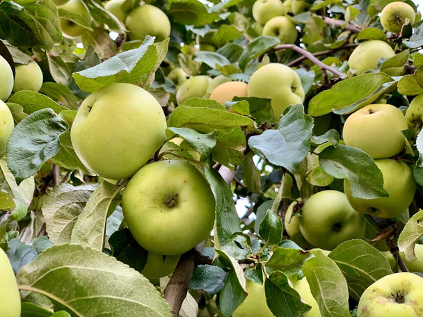 Zielone dojrzałe jabłka na drzewie. Wiele owoców drzew owocowych. Duże zbiory jabłek na gałęziach jabłoni. Koncepcja: jesienne owoce, naturalne witaminy. - Zdjęcie, obraz