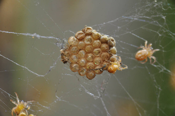 Fechar belas aranhas bebê - Foto, Imagem