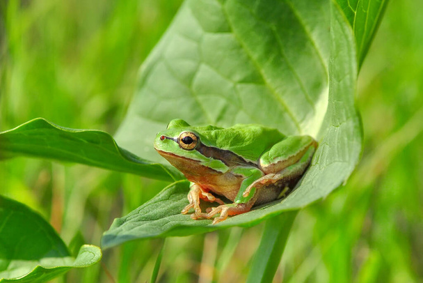 Прекрасна деревна жаба Hyla arborea  - Фото, зображення