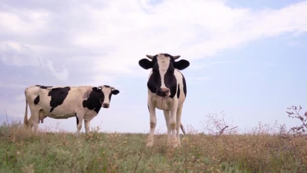 Tejelő tehenek állnak a réten és a kamerát nézik. Tehenek legelő, 4k - Felvétel, videó