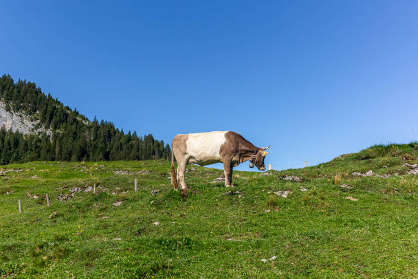 Cow with horns grazing in a meadow in the steep hills of the Appenzell canton in Switzerland - Foto, immagini