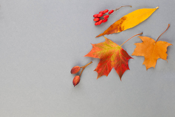 Autumn fall composition border with red and yellow leaves on gray background  - Photo, Image