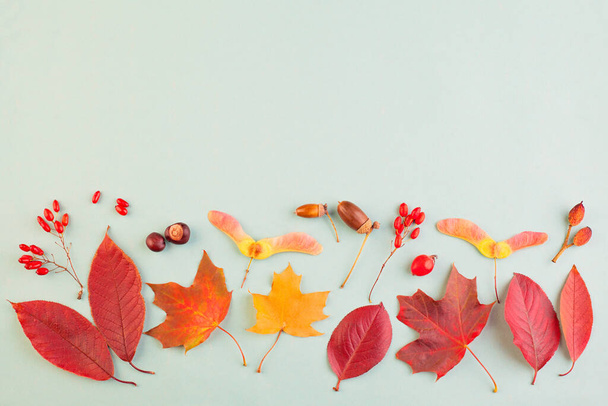 Jesienny skład granicy z czerwonymi liśćmi klonu jesiennego, orzechami i jagodami na szarym tle  - Zdjęcie, obraz