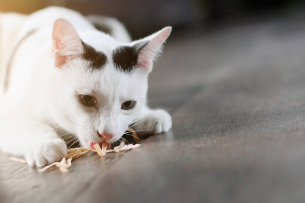 Weiße Katze genießt Futter auf Holzboden mit natürlichem Sonnenlicht  - Foto, Bild