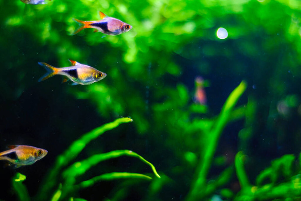 aquarium  fishes in dark deep blue water - Photo, Image
