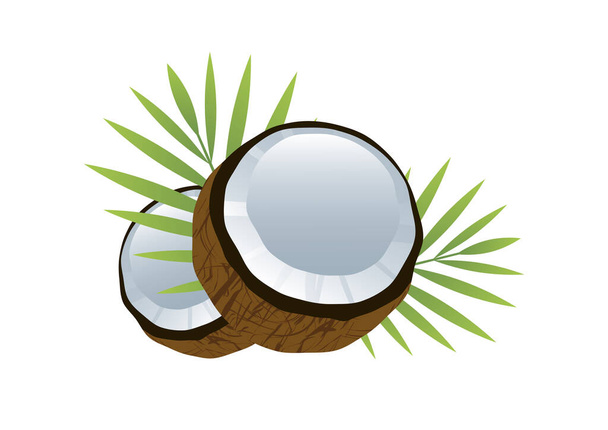 Halved coconut with palm leaves icon vector. Coconut icon isolated on a white background. Whole and half coconut with green palm leaf vector - Vector, Image