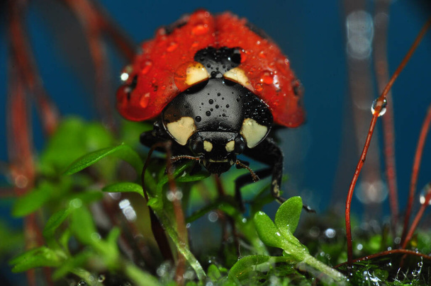 Mooie lieveheersbeestje op blad gedefocuste achtergrond - Foto, afbeelding