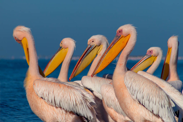Дикі африканські птахи. Група з декількох великих рожевих пеліканів стоїть в лагуні в сонячний день
 - Фото, зображення