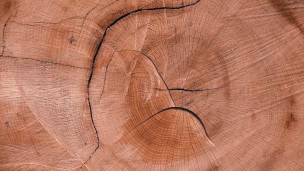 Fresh Cut-off boom textuur achtergrond schieten in het bos - Video