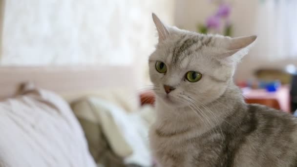 симпатичная кошка, сидящая на диване  - Кадры, видео