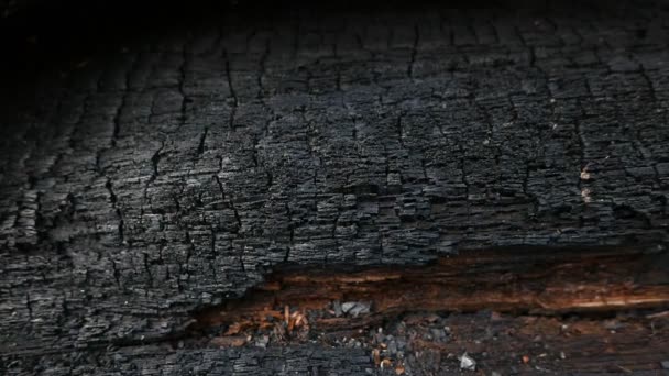 Brote de textura de árbol quemado después del fuego en una madera - Metraje, vídeo