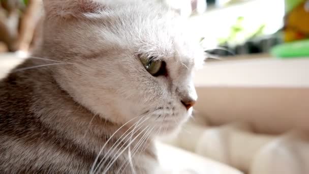 Retrato de un gato doméstico gris - Metraje, vídeo
