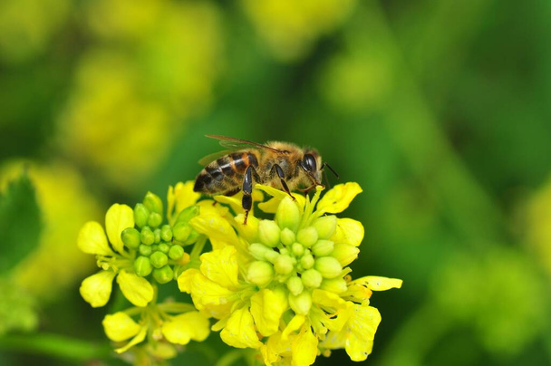 Schöne Biene Makro in grüner Natur  - Foto, Bild