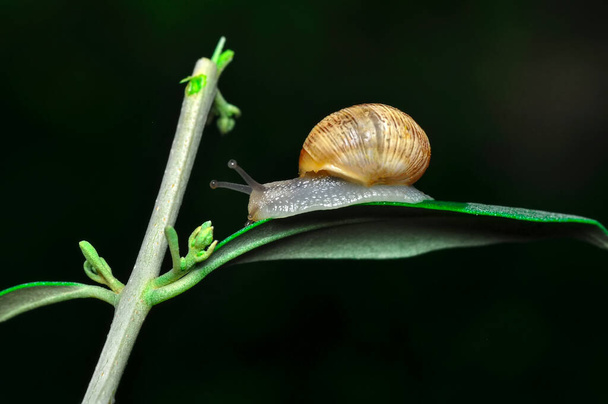 Close up  beautiful Snail in the garden - Photo, Image
