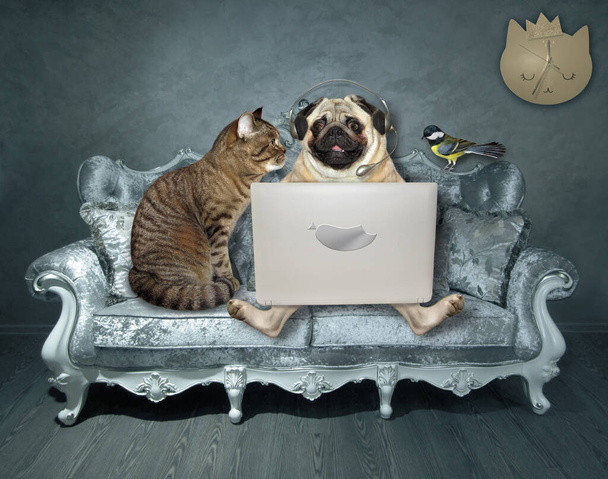 A pug dog in headphones and a cat are sitting on a divan and using a laptop. A bird is next to them. - Foto, imagen