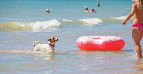 heureux humide jack russell terrier jouer dans la mer avec une fille, repos, format horizontal - Photo, image