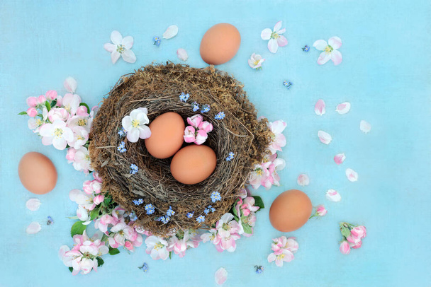 Primavera um tempo para renascimento & conceito de renovação com ovos castanhos frescos em um ninho de pássaros com flor de maçã & esquecer-me não flores & solto no fundo azul manchado.  - Foto, Imagem