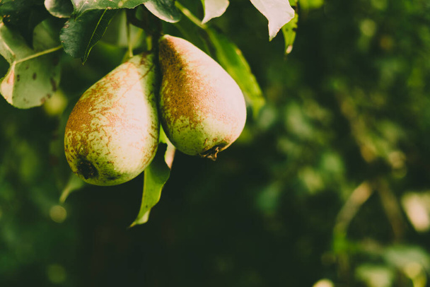 A pair of organic ripe pears on the branch - Photo, image