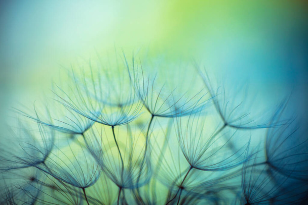 Abstract Natural Background. Beautiful Fluffy Dandelion Flowers. Floral Spring Blue and Green Backdrop. - Fotografie, Obrázek