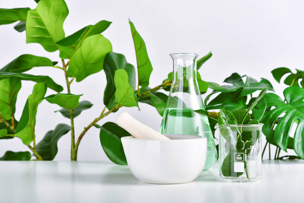 Natural drug research, Plant extraction in scientific glassware, Alternative green herb medicine, Natural organic skincare beauty products, Laboratory and development concept. - Fotoğraf, Görsel