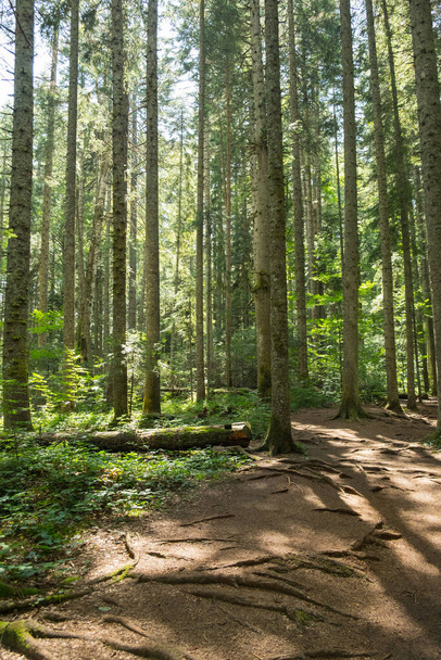 Path leading through the mountain pine forest - Fotoğraf, Görsel