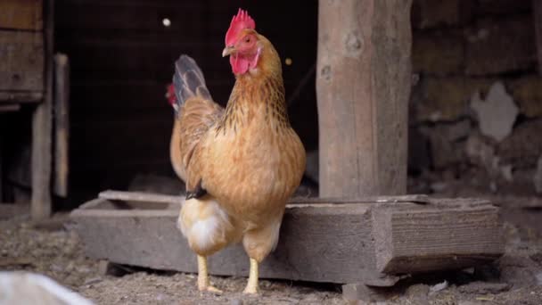 Roodharige kip staat in kippenhok op de boerderij. Dierenboerderij, 4k - Video