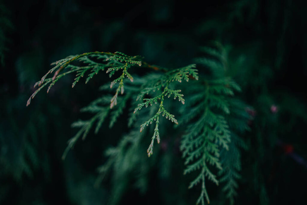 Close up of cedar leaf - Foto, immagini