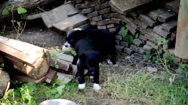 Cachorros de raza mixta jugando en el jardín - Metraje, vídeo