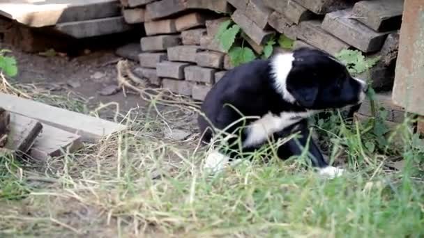 Μικτή φυλή κουτάβια που παίζουν στον κήπο - Πλάνα, βίντεο