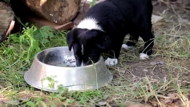 Cachorros de raza mixta jugando en el jardín - Imágenes, Vídeo