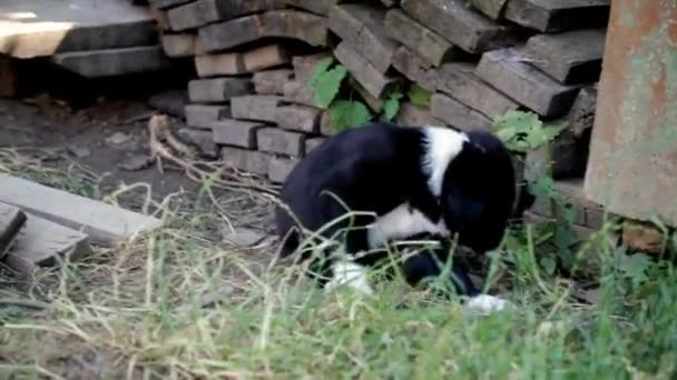 Pups van gemengde rassen die in de tuin spelen - Video