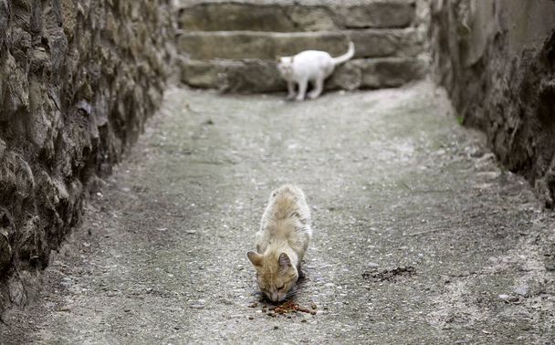 Stray cats eating in the street, detail of abandoned animals - Foto, Bild