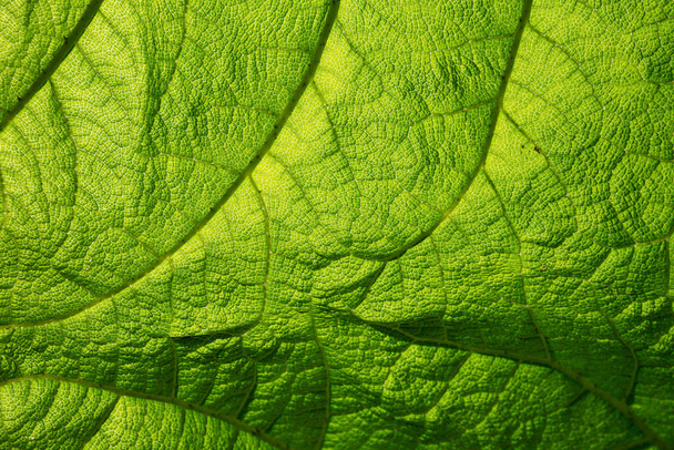Close-up widok struktury liści szczegóły Giant Rhubarb Gunnera manicata - Zdjęcie, obraz