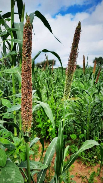 Pearl millet or Bajra Sitta in farm land in India vertical photo - Photo, Image