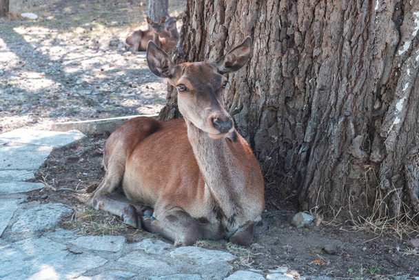 ギリシャのパルニータの森の山にある赤い鹿、 Cervus elaphus 。野生の雌の哺乳動物は、撮影されるのを待っているそのネイティブの生息地で木の下で休んでいます. - 写真・画像